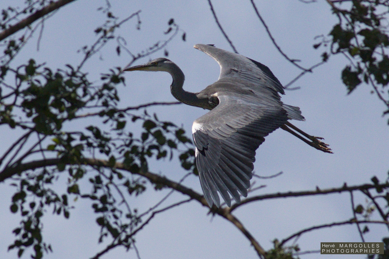 Heron cendre-05.jpg
